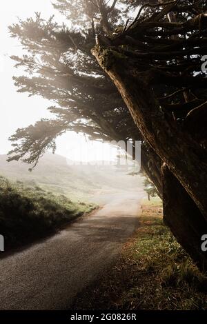 Perspektivische Ansicht der leeren Straße im Point Reyes State Park Mit wachsendem Wind wehten Bäume an der Seite im Nebel Stockfoto