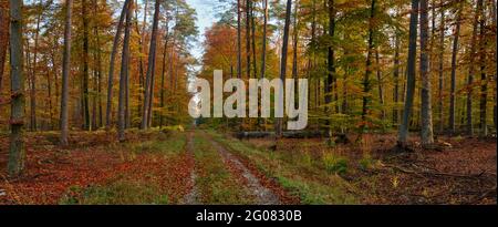 FRANKREICH, BAS-RHIN (67), HAGUENAU, FORSTSTRASSE IN HAGUENAU WALD IM HERBST Stockfoto