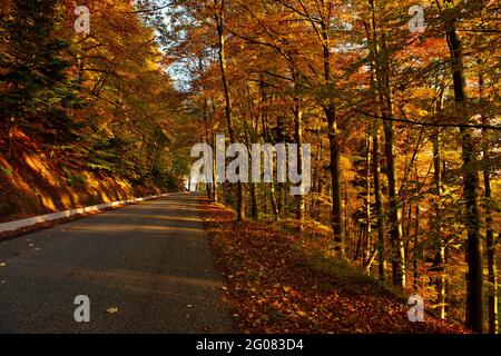 FRANKREICH, BAS-RHIN (67), SAINT-NABOR, ROUTE D109 RICHTUNG MONT SAINTE-ODILE IM HERBST Stockfoto