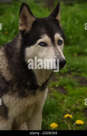 Der blauäugige Siberian Husky-Hund sitzt im grünen Gras Stockfoto