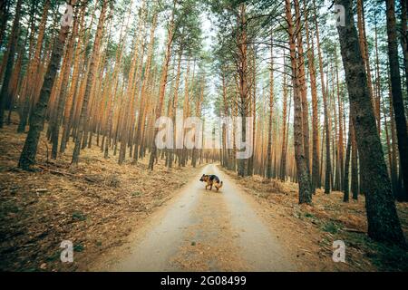 Bärtiger Vater unterrichtete Sohn mit Hammer, der am Wochenende auf der Promenade mit Holz arbeitete Stockfoto