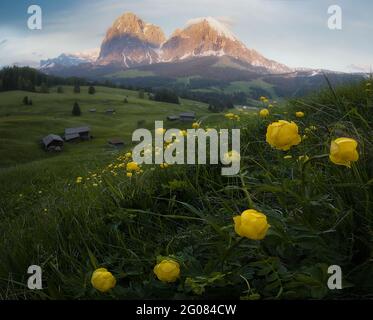 Wilde gelbe Blüten wachsen auf einer grünen Wiese in der Nähe von Schnee Berge in den Dolomiten Stockfoto