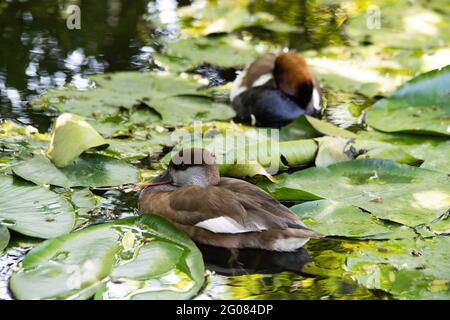 Enten zwischen Seerosen auf dem See Stockfoto