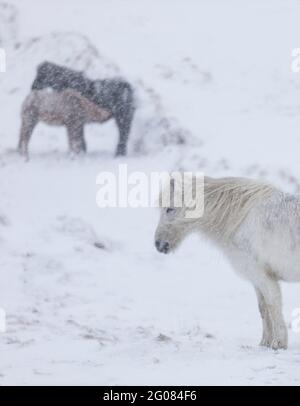 Seitenansicht des weißen Pferdes in der Winterlandschaft Stockfoto