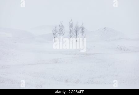 Dünner, blattloser Baum, der auf schneebedecktem Boden in der Nähe von Hügeln wächst Majestätische Winterlandschaft während des Schneesturms in Island Stockfoto