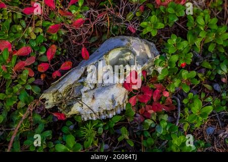 Schädel von Mule Deer, Odocoileus hemionus, auf Waldboden im Cabin City Campground, Lolo National Forest, Montana, USA Stockfoto