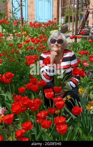 Porträt einer lächelnden älteren Frau in einem gestreiften Pullover, der sich in ihrem Hinterhof zwischen vielen roten Tulpen hinunterhockt. Stockfoto