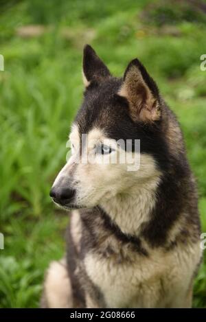 Der blauäugige Siberian Husky-Hund sitzt im grünen Gras Stockfoto