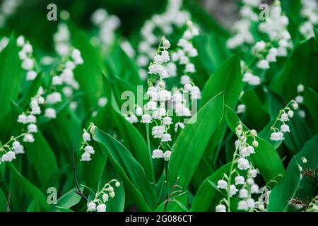 Beautifyl Gruppe von Maiglöckchen Frühling Wildblumen im Wald Stockfoto