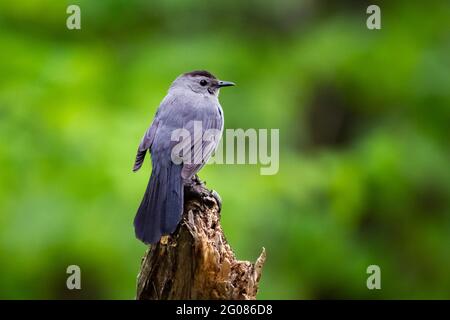 Neugieriger Welsel sitzt auf dem Baum mit grünem Hintergrund im Wald Stockfoto
