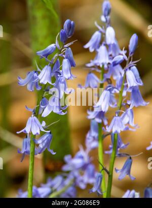 Im Frühling schließen sich die Bluebell-Frühlingsblumen im Wald aus der Nähe Stockfoto