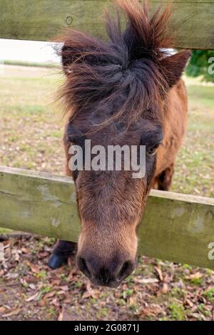 Ein braunes Miniaturpferd, sein Kopf stopfte durch den Zaun und suchte nach einem Reib und etwas Aufmerksamkeit Stockfoto