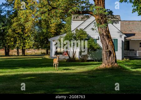 Maultier-Hirsch mit Gebäuden im Cape Cod-Stil, die an eine Pferdefarm erinnern und vom CCC in der Ninemile Ranger Station, Lolo National Forest, Montana, USA, gebaut wurden Stockfoto