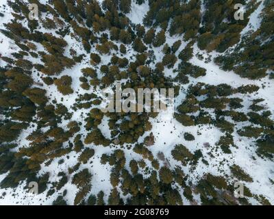 Kiefernwald in Durmitor Drohnenblick direkt darüber Stockfoto