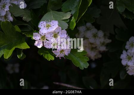 Nahaufnahme von weißen Weißdornblüten in der Sonne, Frühling Stockfoto