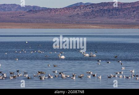 USA, CA, Salton Sea - 28. Dezember 2012: Möwen, weiße Pelikane und andere Vögel schweben auf tiefblauem Wasser mit brauner Bergkette am Horizont unter Stockfoto