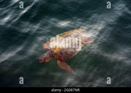 Eine große schwimmende Meeresschildkröte Caretta in Griechenland. Dieses wunderschöne Meerestier schwamm im Hafen von Port Agostoli in Kefalonia Griechenland. Diese großen Stockfoto