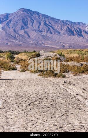 USA, CA, Salton Sea - 28. Dezember 2012: Portrait, Brauner Strauch hinter grauweißem, trockenem Sumpfland mit Bergkette am Horizont unter blauem Himmel. Stockfoto