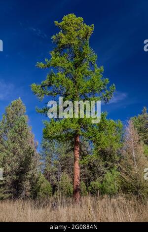 Westliche Lärche, Larix occidentalis, am Standort des Ninemile CCC Camps, Ninemile Ranger Station, Lolo National Forest, Montana, USA Stockfoto