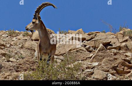 Steinbock in der Wüste Israels Stockfoto