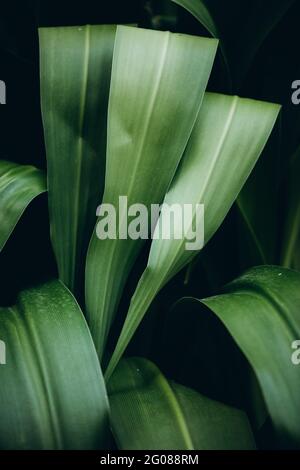 Tropische dunkelgrüne Palmenblätter Stockfoto