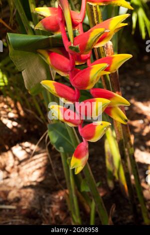 Hummerklaue Heliconia, auch bekannt als Heliconia rostrata, ist eine tropische Pflanze, die in Costa Rica gefunden wird. Stockfoto