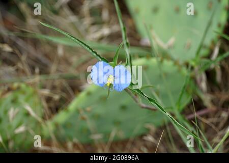 Kleine blaue Blume, bekannt als Atlantische Kamas Stockfoto