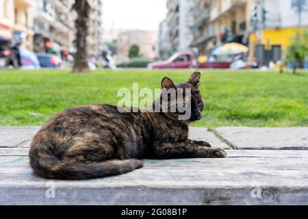 Streunende Katze chillt in der Sonne im Stadtzentrum von Thessaloniki Stockfoto