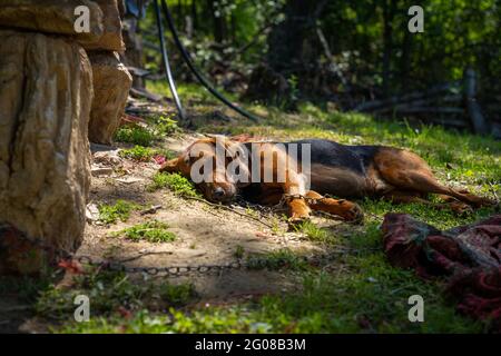 Jagdhund an einer Kette, der ein Nickerchen in der Sonne macht Stockfoto