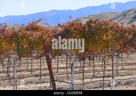 Mehrfarbige Blätter auf der Weinrebe Stockfoto