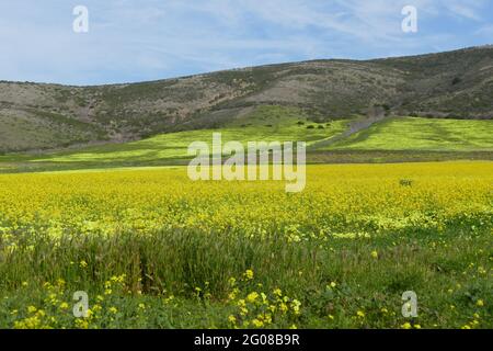 Senffelder blühen entlang der Küste Nordkaliforniens Stockfoto