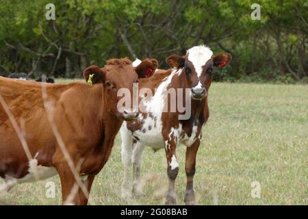 Zwei neugierige Kühe auf einem grasbewachsenen Feld Stockfoto