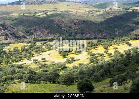 Blick von der Spitze der Dehesa in Extremadura im Frühjahr mit Steineichen und Korkeichen und Bergen im Hintergrund Stockfoto