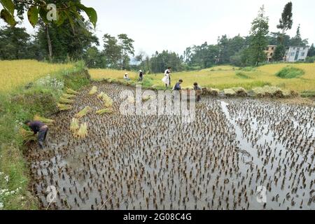 Erstaunliche Reisfelder eine Art Landwirtschaft in der Provinz Yunnan im Süden Chinas Stockfoto