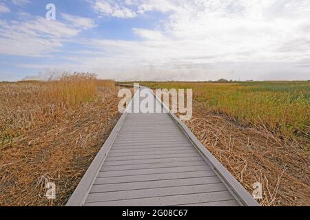 Promenade durch den Bayou im Sabine National Wildlife Refuge in Louisiana Stockfoto