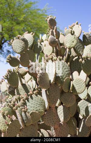 Opuntia rufida - blinde Kaktusbirne. Stockfoto