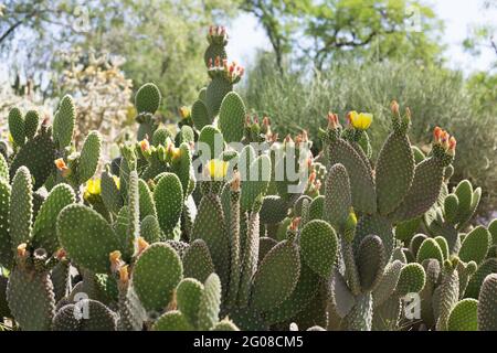 Opuntia microdasys var. albispina - Kaninchenohren Kaktus. Stockfoto