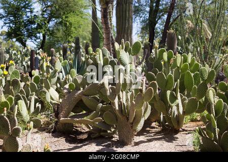 Opuntia microdasys var. albispina - Kaninchenohren Kaktus. Stockfoto