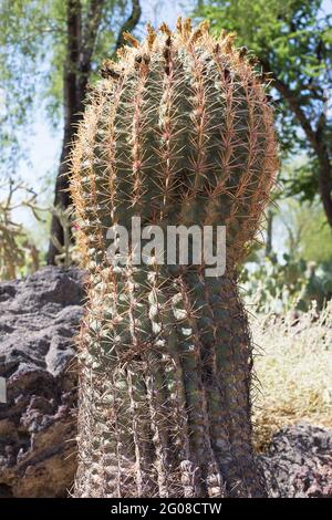 Ferocactus wislizeni - Arizona Barrel Kaktus. Stockfoto