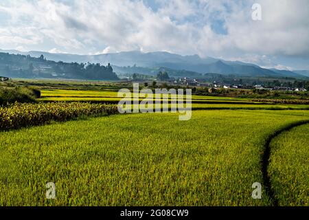 Erstaunliche Reisfelder eine Art Landwirtschaft in der Provinz Yunnan im Süden Chinas Stockfoto