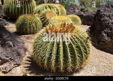Echinocactus grusonii - Goldfaßkaktus. Stockfoto