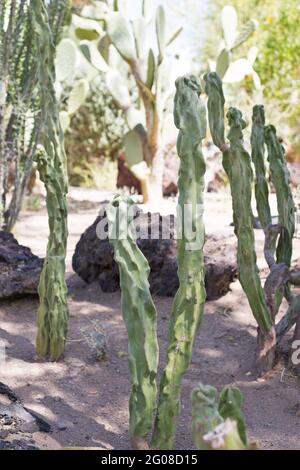 Lophocereus schottii Monstrose - Totem-Pol-Kaktus. Stockfoto