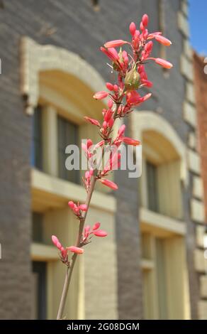 Gebäude in Kleinstadt mit Blumen Stockfoto