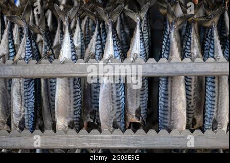 Makrele hängt in einem speziellen Metallbehälter. Der Fisch wird für den Rauchprozess vorbereitet Stockfoto