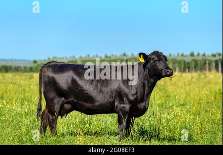 Eine schwarze angus Kuh grast auf einer grünen Wiese. Stockfoto