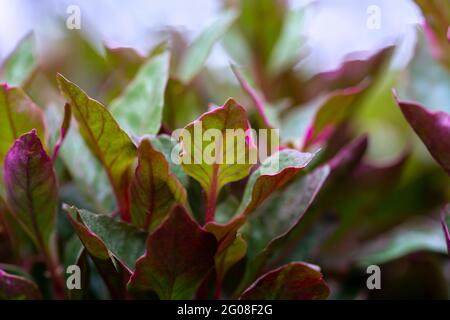 Nahaufnahme von jungen Blättern mit unscharfem Hintergrund und einer Lichtquelle mit geringem Lichteinfall – selektiver Fokus Stockfoto