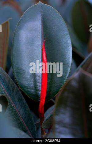 Detail des neuen Wachstums auf Ficus elastica, der Gummifeige, Gummipflanze, indischem Gummibaum. Es handelt sich um eine Pflanzenart der Feigengattung mit leuchtend roter ne Stockfoto