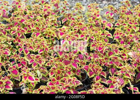 Pflanzen von Coleus blumei, Draufsicht. Coleus Laub Hintergrund. Stockfoto