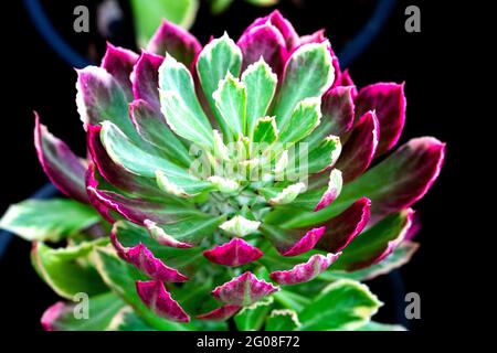 Nahaufnahme von Echeveria elegans oder Alabasterrose, fleischigen oder sukzessiv duftenden Pflanzen Stockfoto