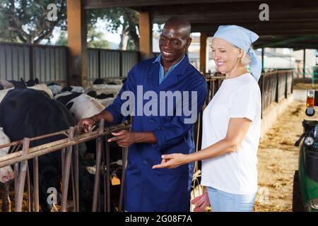 Zwei aktive Mitarbeiter arbeiten im Kuhstall Stockfoto